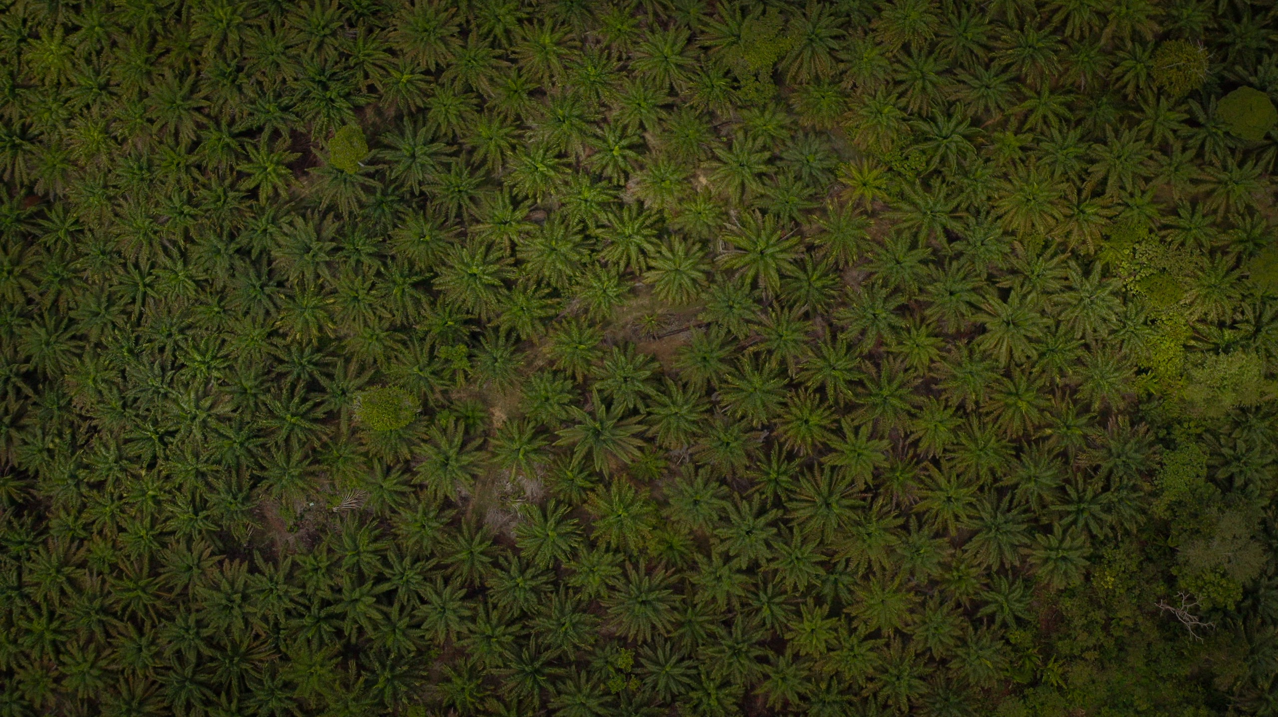 palm