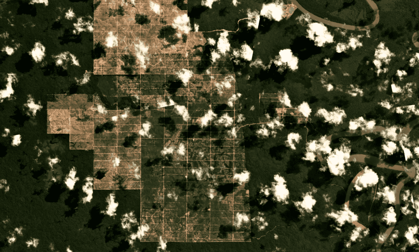 Forest cleared for palm oil in Papua province on the basis of permits that were allegedly falsified, as of July 2019.