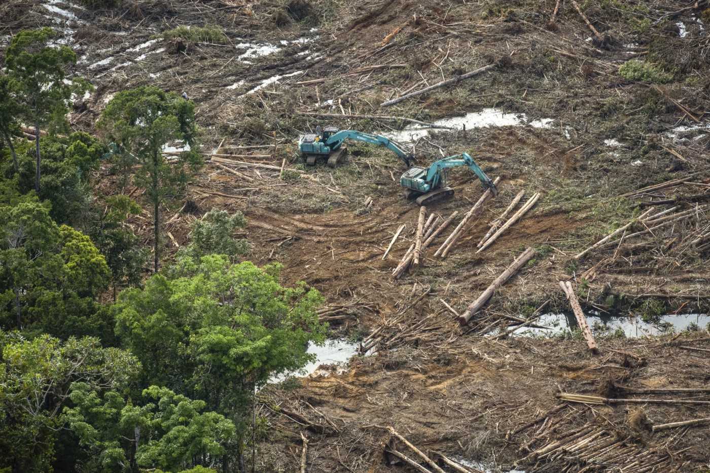 Forest clearing in the Tanah Merah project.