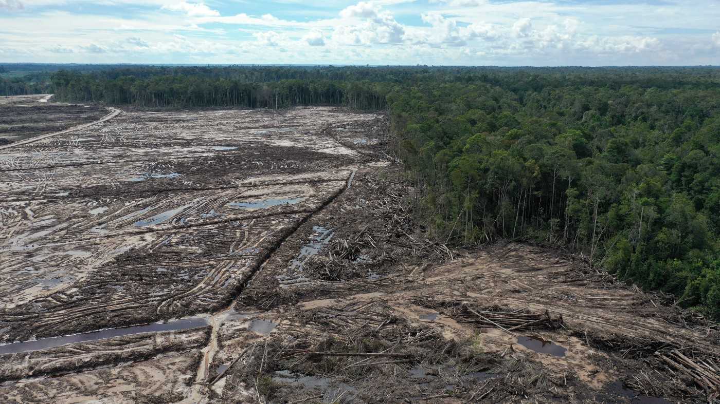 Deforestation in the site of the cassava plantation in Borneo, August 2021.