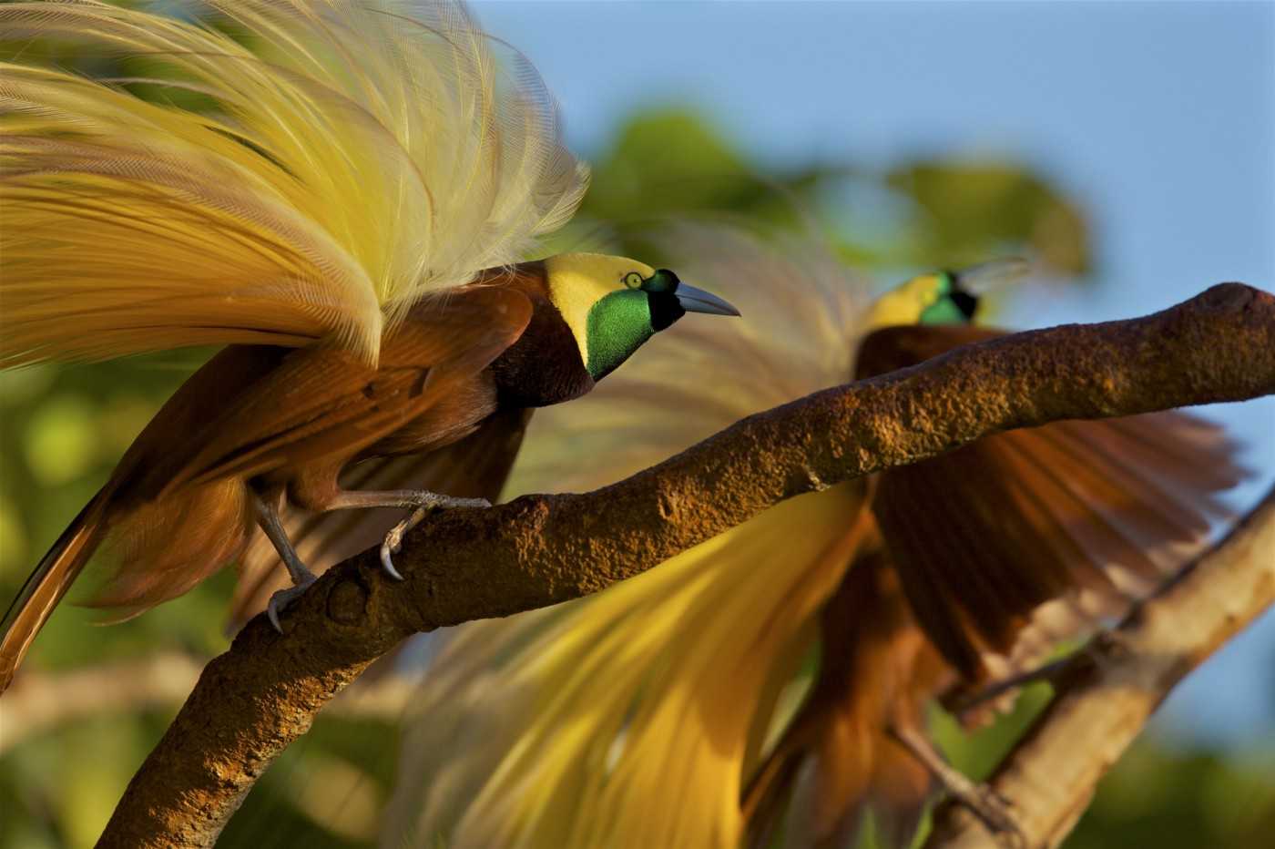 Photo of male greater bird-of-paradis (Paradisaea apoda)