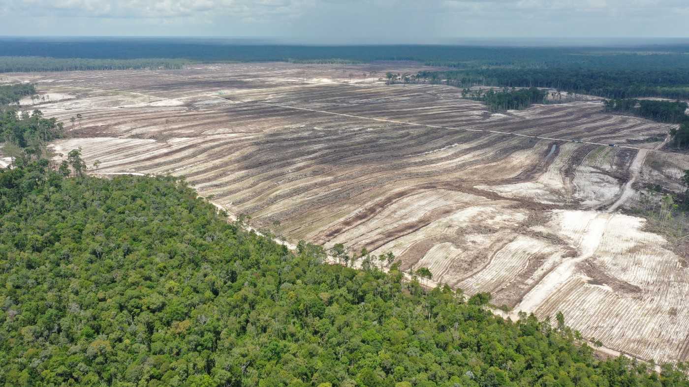 Cleared rainforest in Gunung Mas district