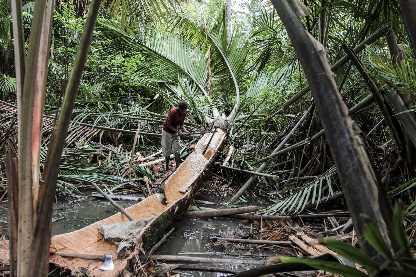 Woman harvesting sago in Merauke, 2012.