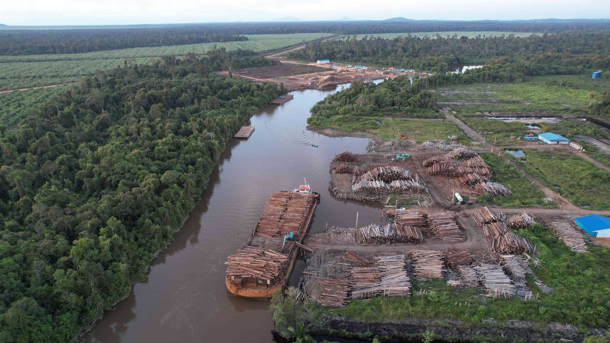Logs being loaded onto a barge in Mayawana Persada’s concession in August 2023.