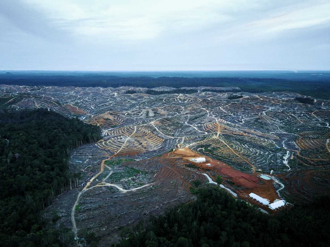 Deforestation in Gunung Mas district, in a concession issued to a palm oil company by a corrupt politician