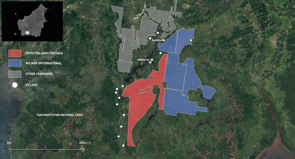 Oil palm plantations encircle Lake Sembuluh and the villages on its shores.