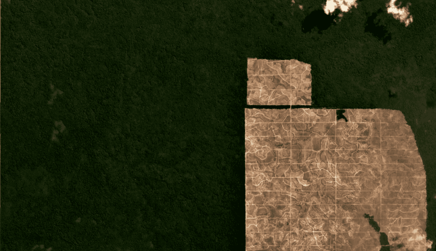 Deforestation in the Papua plantation project by mid-2019.