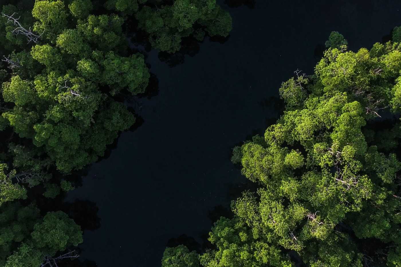 Without the forest, the campaigners believed, Aru would become prone to catastrophic flooding. By Forest Watch Indonesia