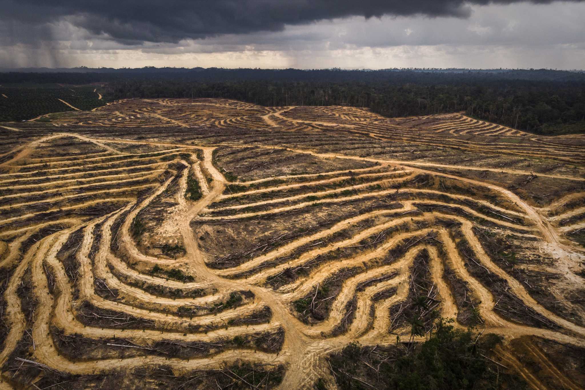 Land in East Kalimantan stripped bare to plant oil palms.