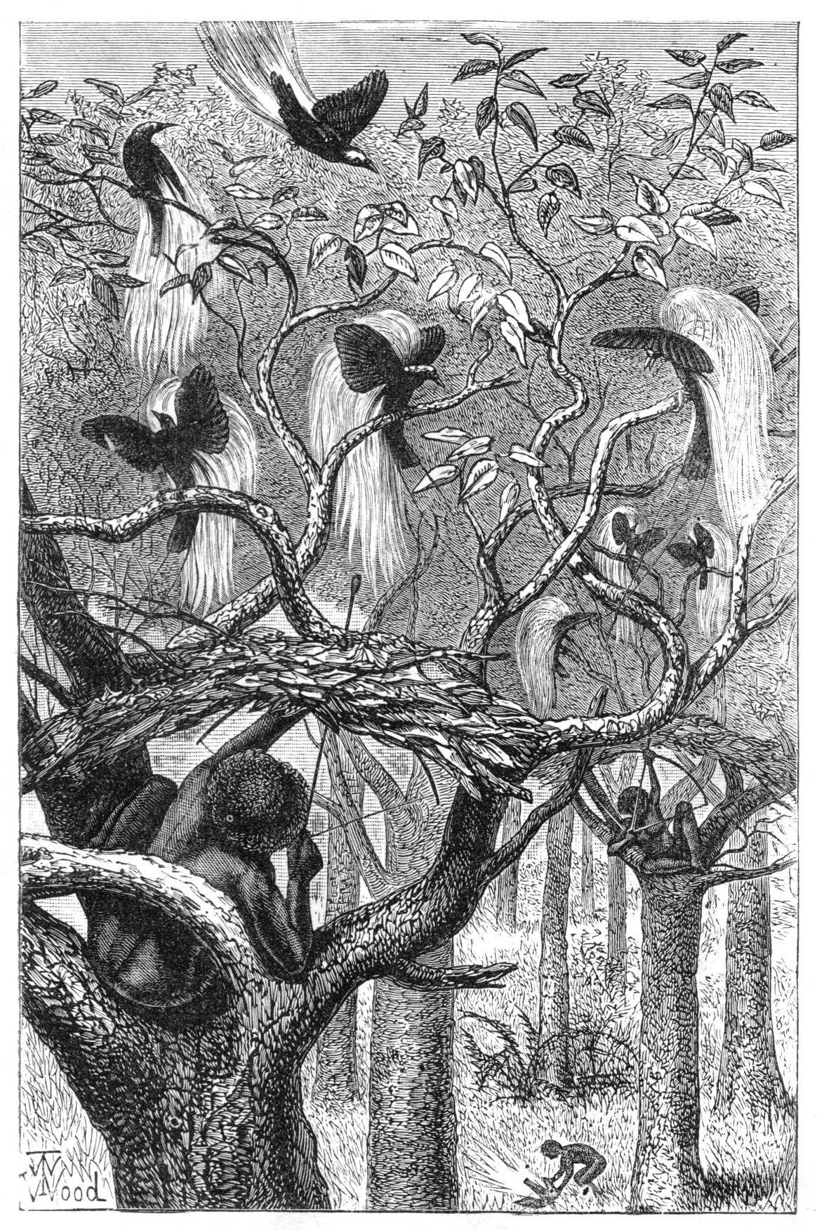 This drawing, by natural-history illustrator Thomas Wood, appeared in Wallace’s 1869 magnum opus, “The Malay Archipelago.” It was titled “Natives of Aru shooting the great bird of paradise.”