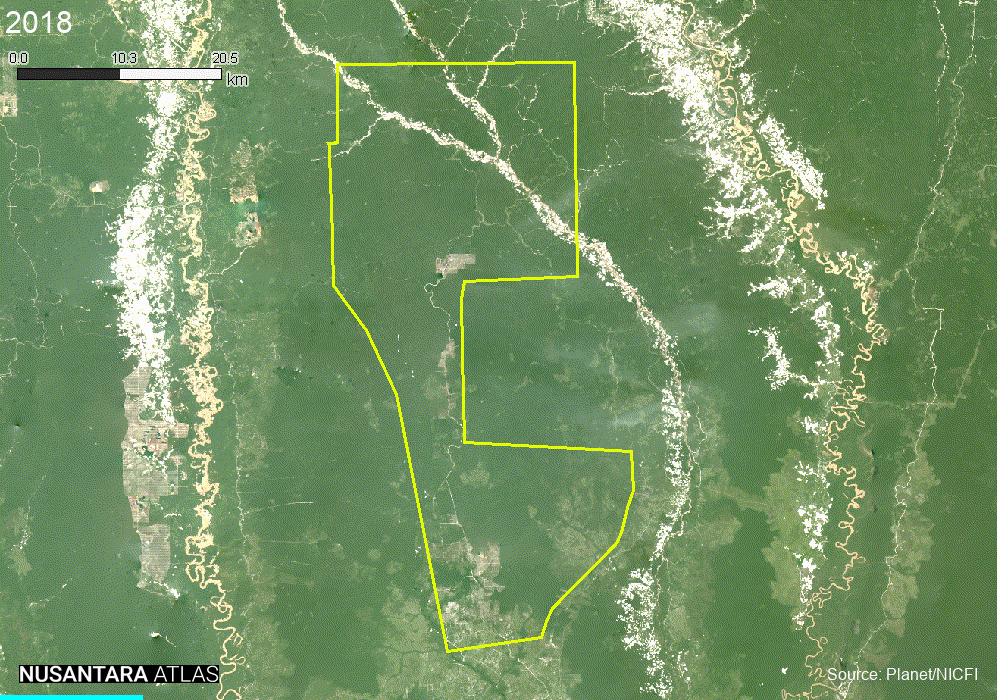 Satellite imagery of deforestation in Industrial Forest Plantation's concession between 2018 and 2024.
