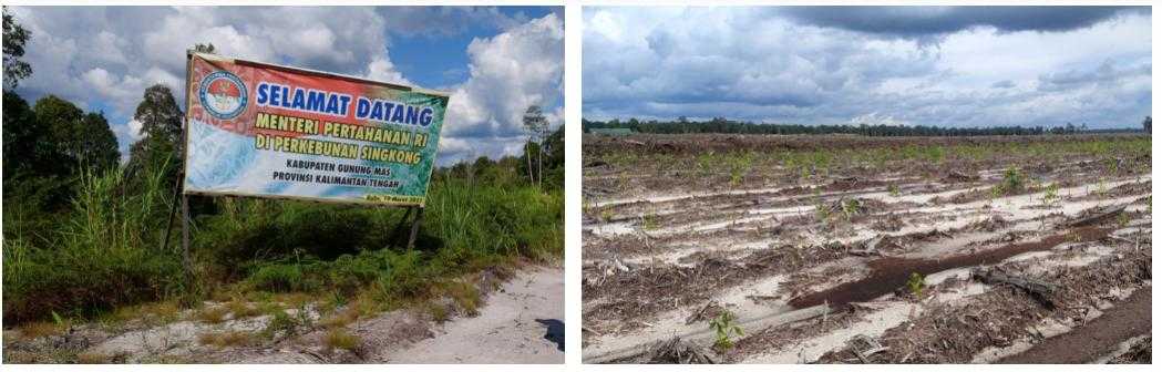 A poster welcoming visitors to the Ministry of Defence plantation, bearing the ministry logo (left) and small cassava plants in August 2021 (right).
