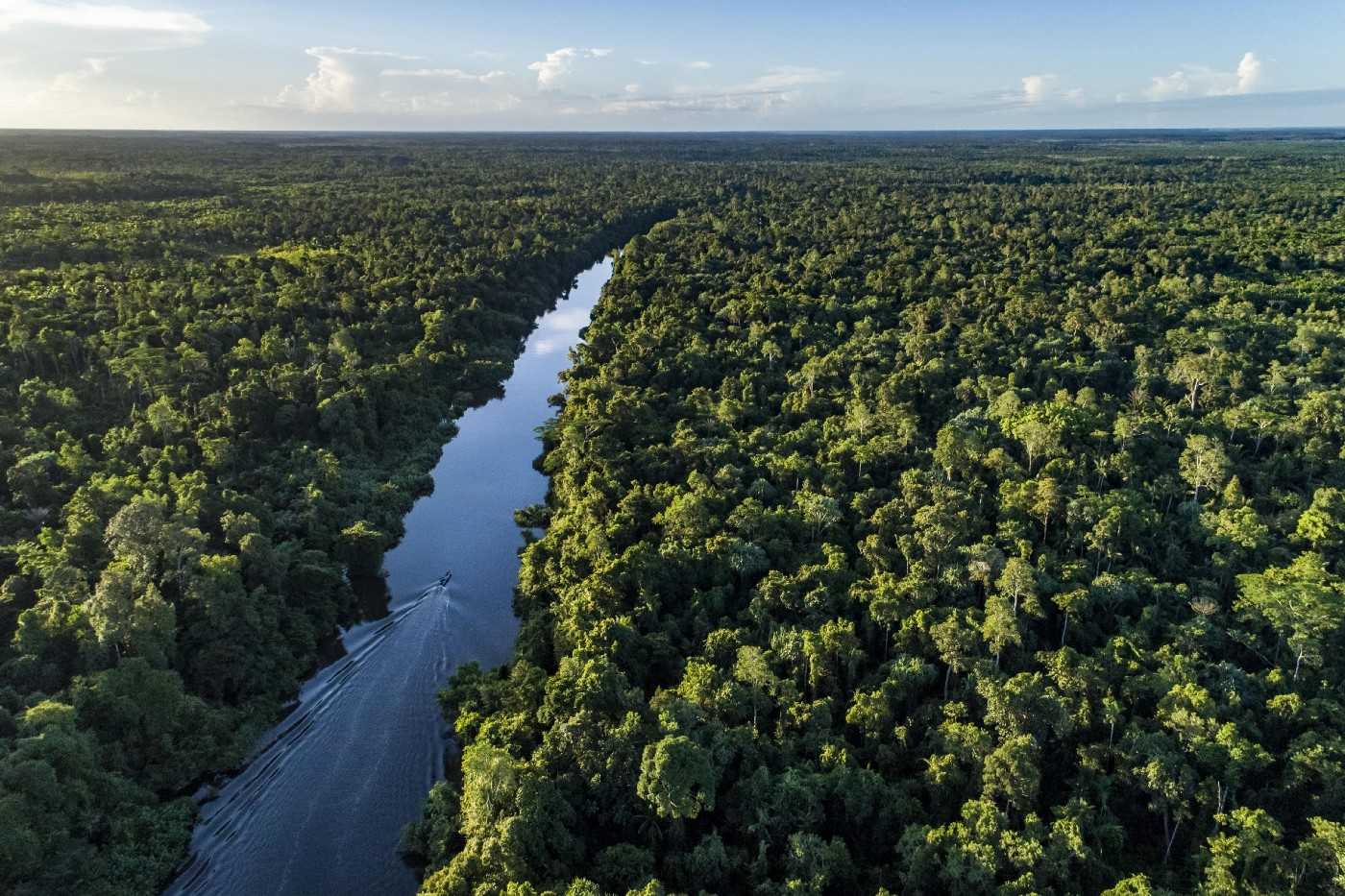 Photo of rainforest on the borders of the Tanah Merah project, 2017.