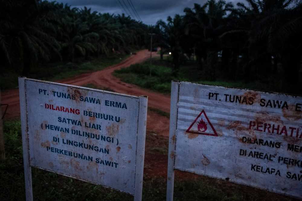 . A sign in one of Korindo’s oil palm concessions in southern Papua prohibiting hunting of animals.