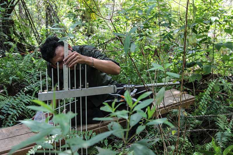 A researcher measures the surface elevation of peatland at a site planted with oil palm in Riau.