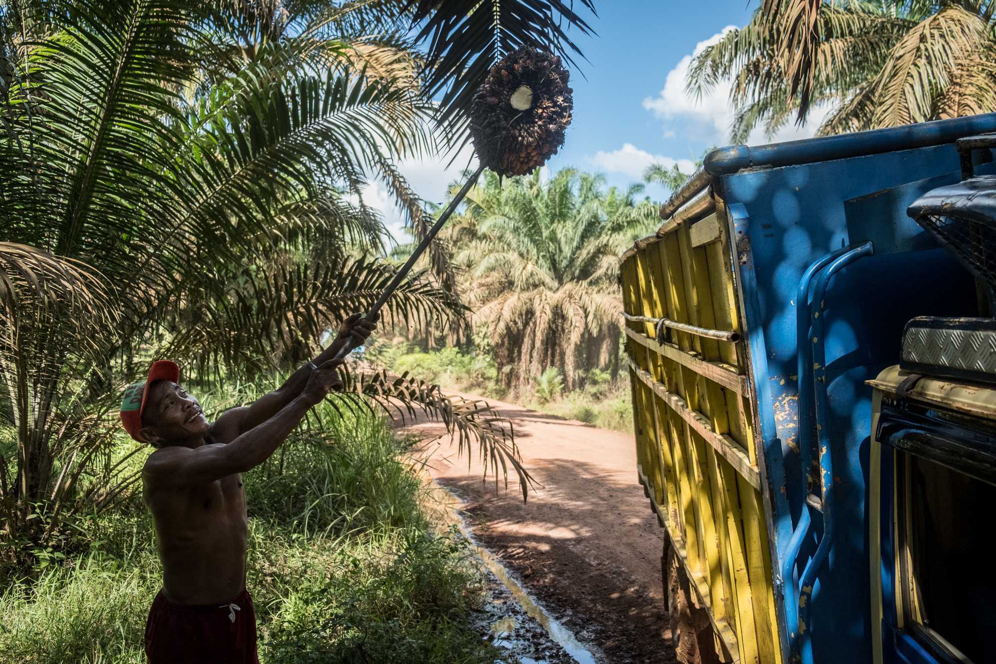 A plantation worker loading palm fruit onto a truck in South Sumatra.