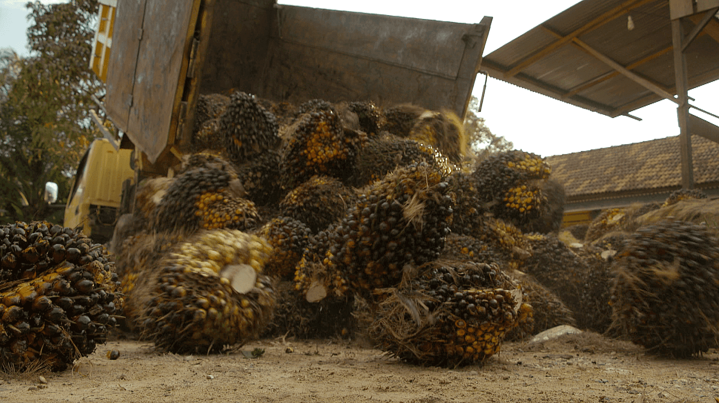 Oil palm fruit in Tebing Tinggi
