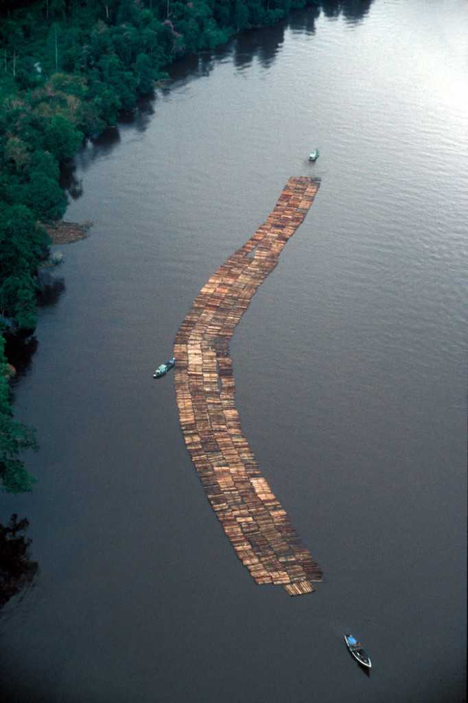 Logs cut in Seruyan’s rainforests.