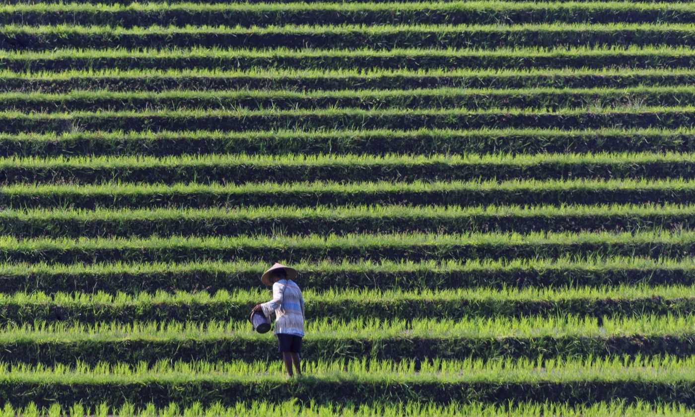 A farmer in Bali tends to his rice paddy in 2015.