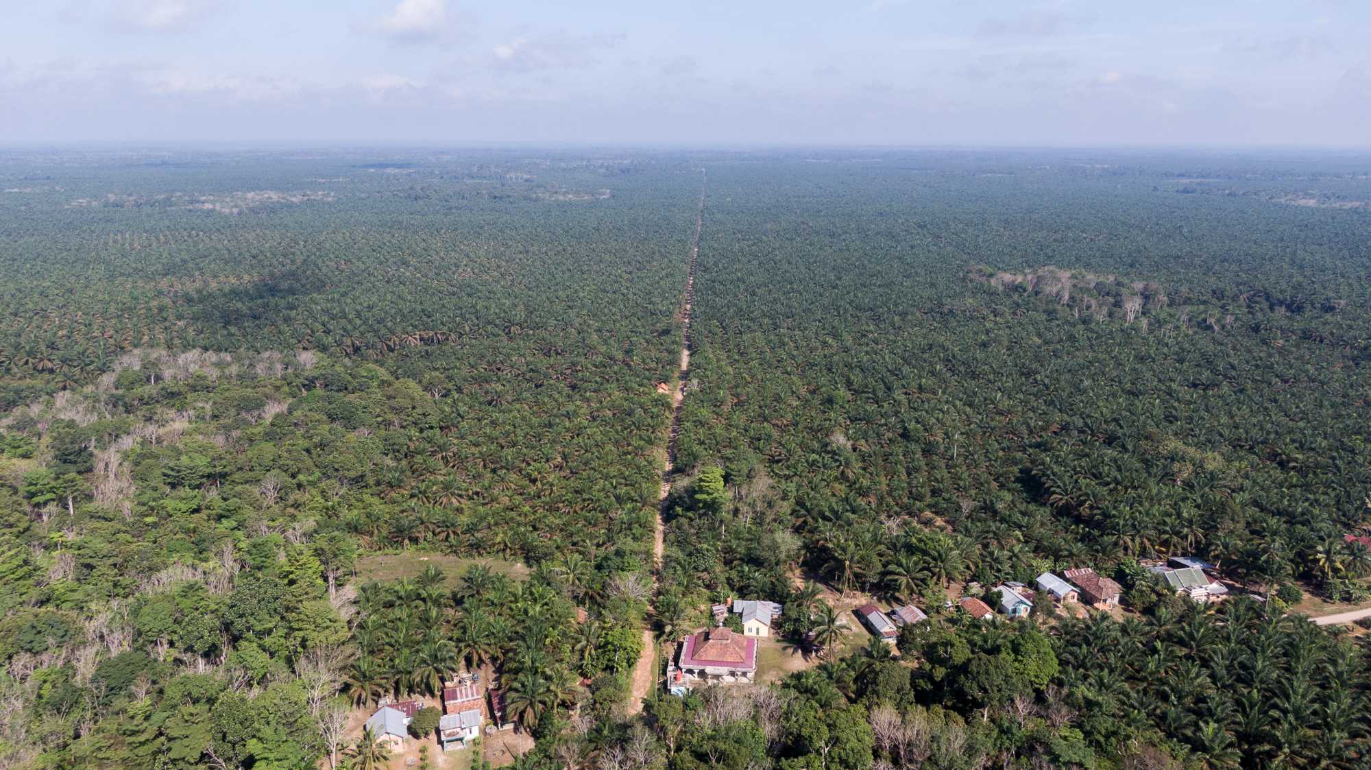 The village of Bina Karya and London Sumatra’s palm oil concession in North Musi Rawas district.