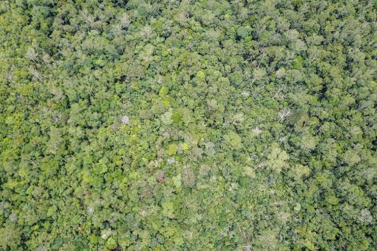 A forest canopy in the heart of Borneo.