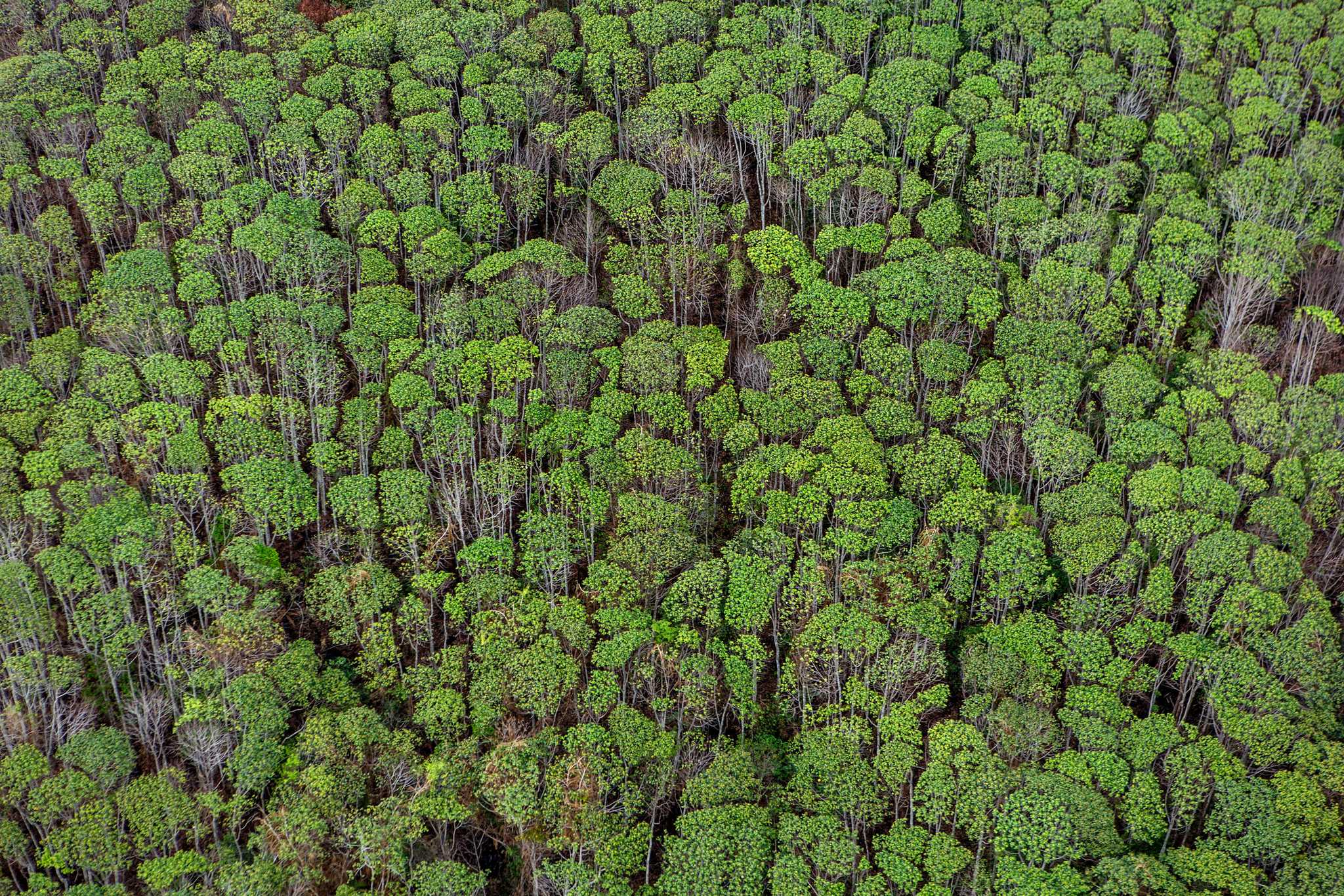Peatland forest canopy at the borders of the Sebangau National Park in Katingan, Central Kalimantan.