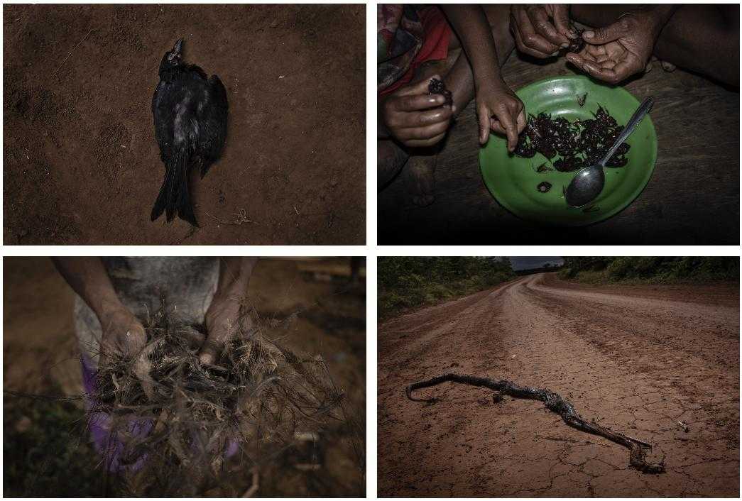 Top left: Indigenous people who live in areas where the forest has been cleared tell stories of falling birds. Top right: Sago beetles are a local delicacy. Bottom left: Feathers from the cassowary, a large, flightless bird that resembles a colourful emu. Bottom right: A snake crushed in the plantation road.